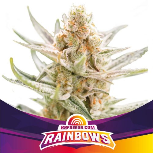 BSF Seeds Rainbows