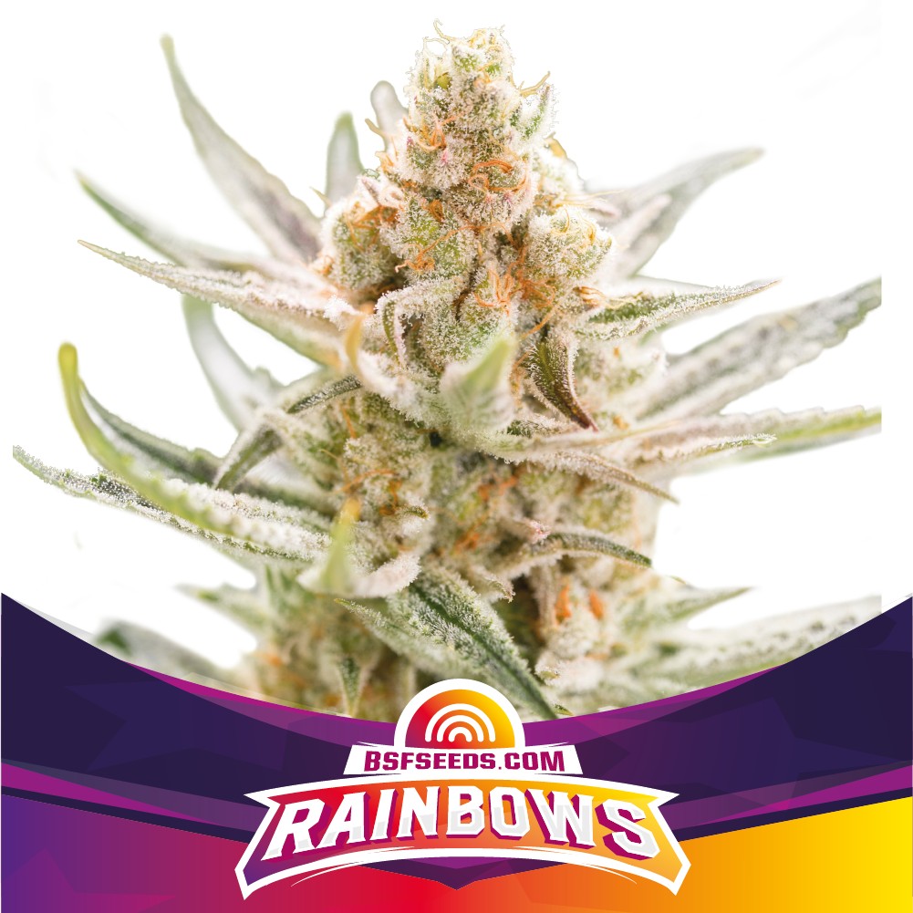 BSF Seeds Rainbows