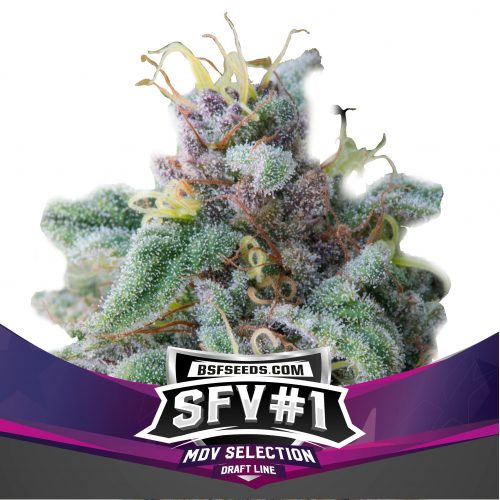 BSF Seeds SFV #1