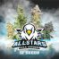BSF Seeds All Stars USA Automix 12Und