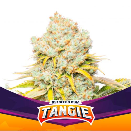BSF Seeds Tangie