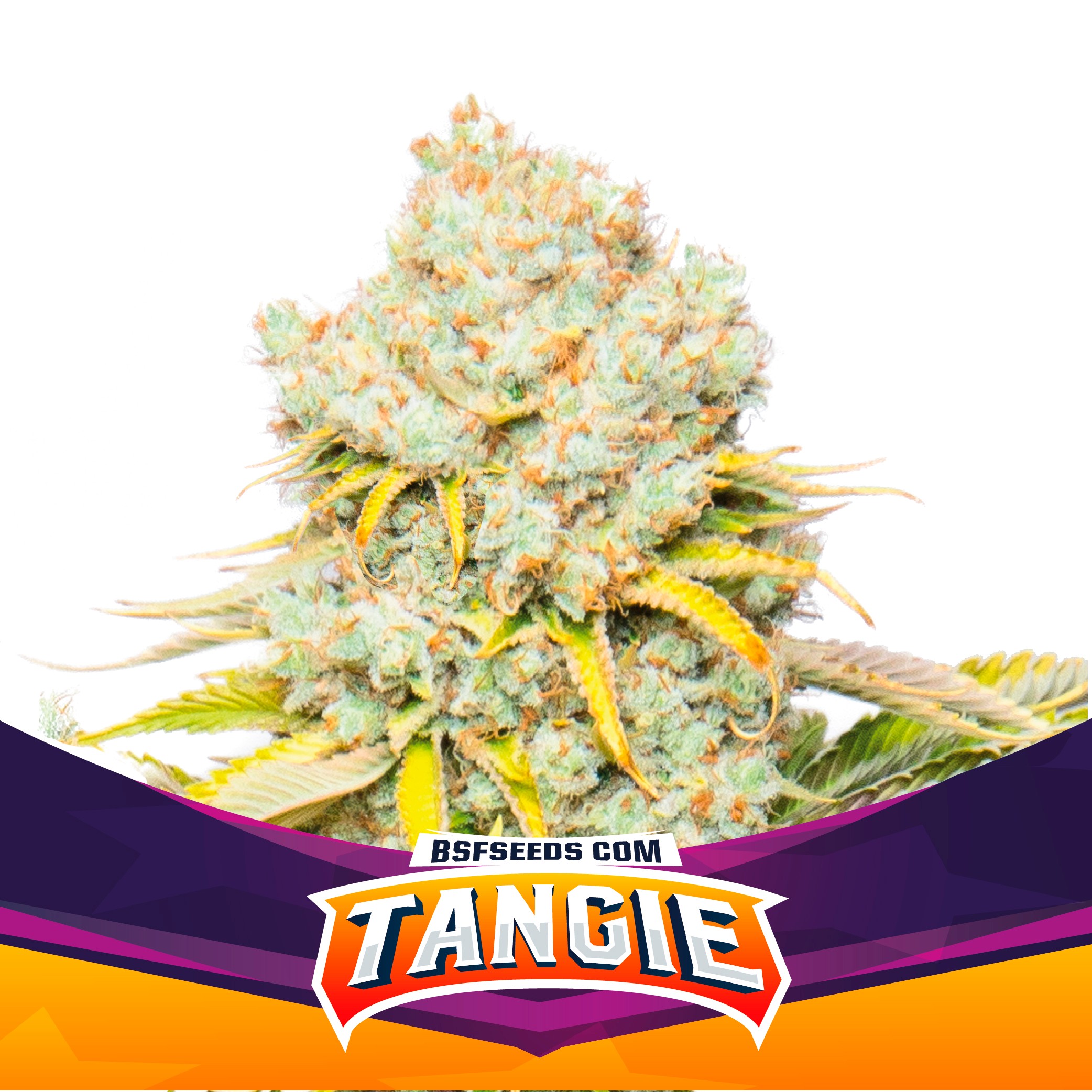 BSF Seeds Tangie