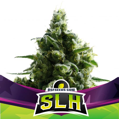 BSF Seeds Super Lemon Haze