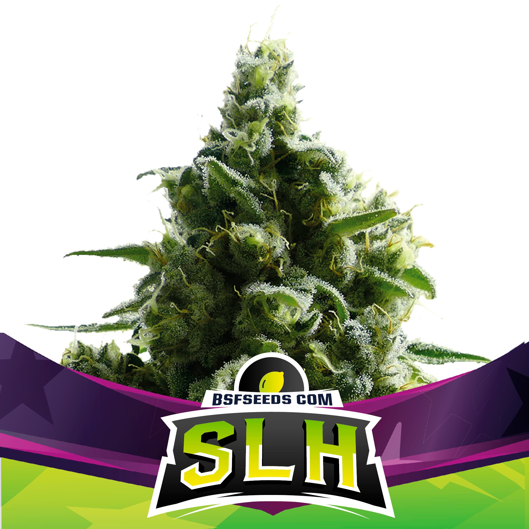 BSF Seeds Super Lemon Haze