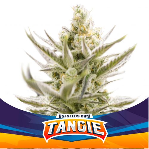 BSF Seeds Tangie XXL Auto