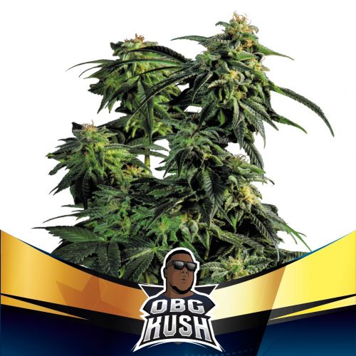 BSF Seeds OBG Kush Fast Version
