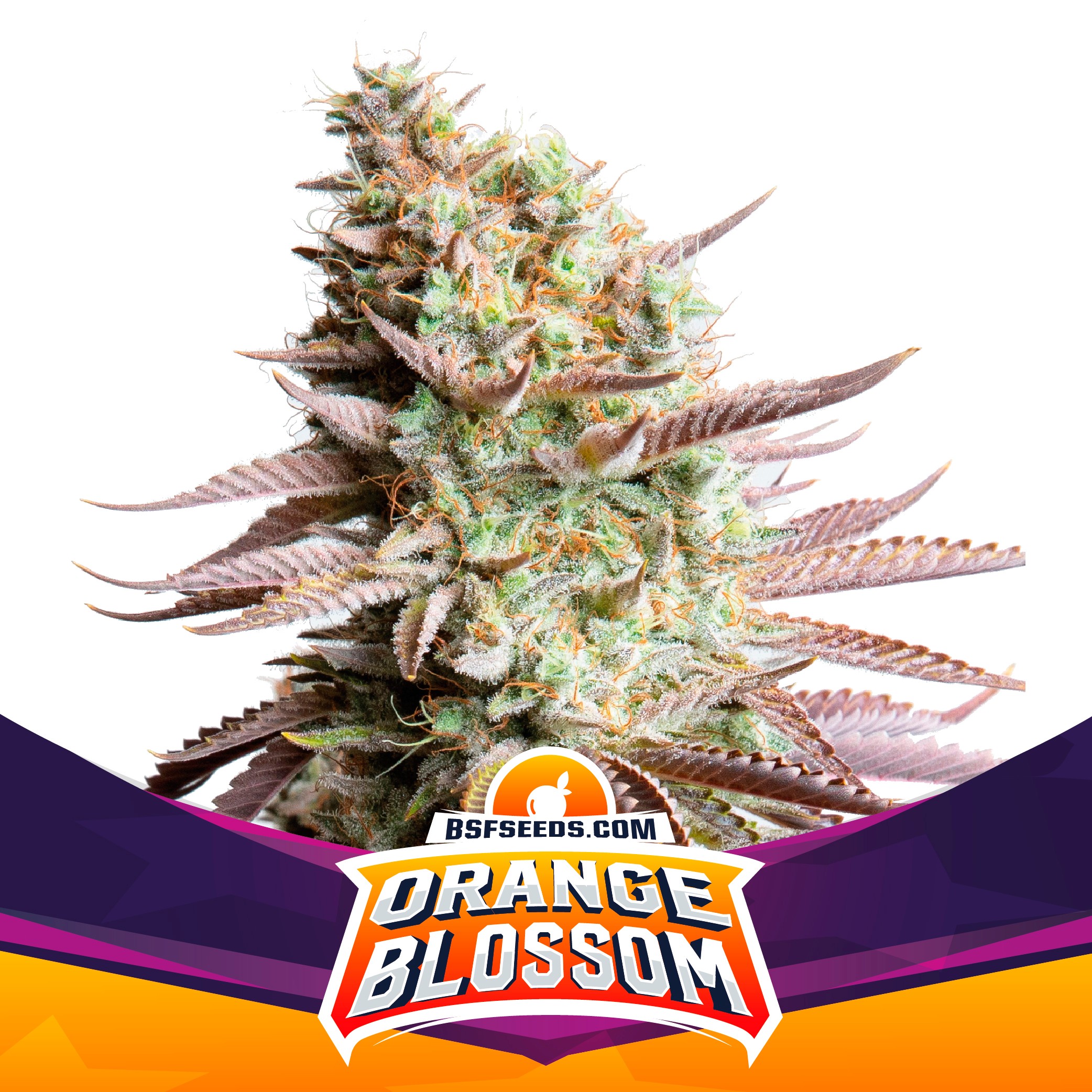 BSF Seeds Orange Blossom