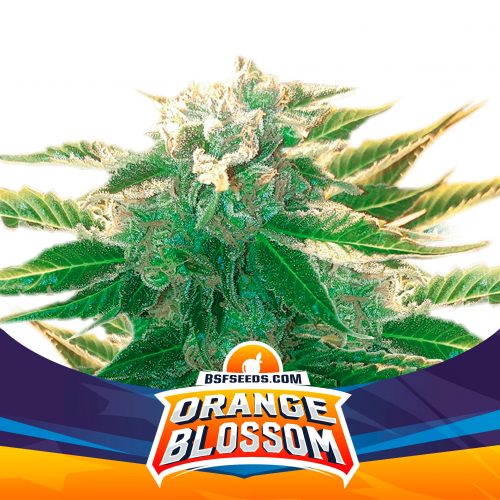 BSF Seeds Orange Blossom XXL Auto
