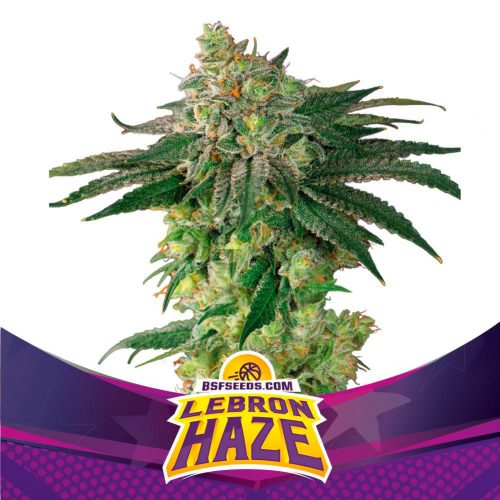 BSF Seeds Lebron Haze