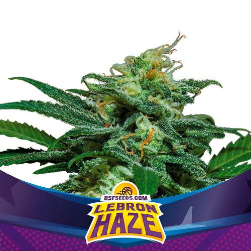 BSF Seeds Lebron Haze XXL Auto