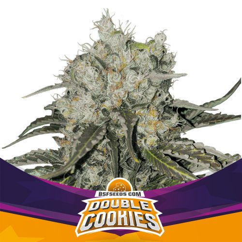 BSF Seeds Double Cookies Fem (Star Players)
