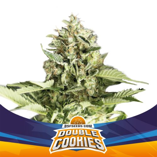 BSF Seeds Double Cookies Auto (Star Players)