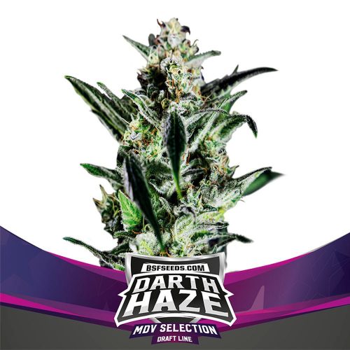 BSF Seeds Darth Haze Fem (Draft Line 2020)