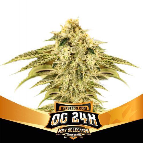 BSF Seeds Limited Edition OG 24K 10Und Fem