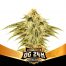 BSF Seeds Limited Edition OG 24K 10Und Fem
