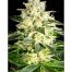 Light Buds Lafanta CBD Fem