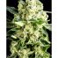 Light Buds Lafanta CBD Fem