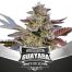 BSF Seeds Limited Edition Guayaba 10Und Regular