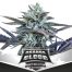 BSF Seeds Limited Edition Orange Blood 10Und Regular