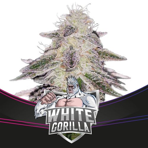BSF Seeds White Gorilla Fem