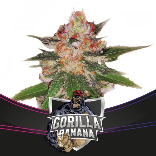 BSF Seeds Gorilla Ba Fem
