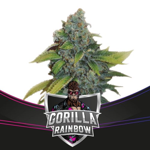 BSF Seeds Gorilla Rainbows Fem