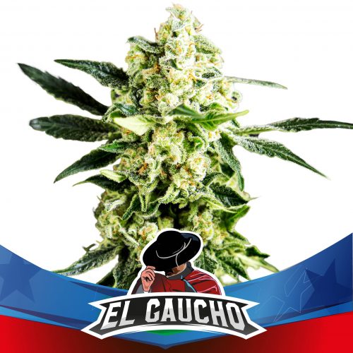 BSF Seeds El Gaucho Faster Fem