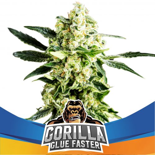 BSF Seeds Gorilla Glue Faster Fem