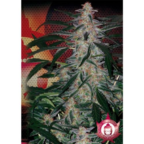 Buddha Seeds Deimos Auto