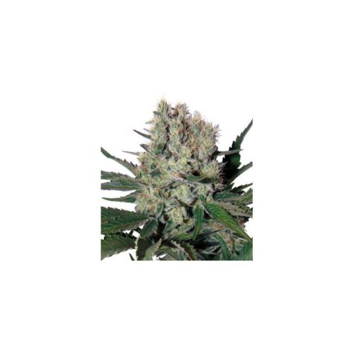 Buddha Seeds Syrup Auto