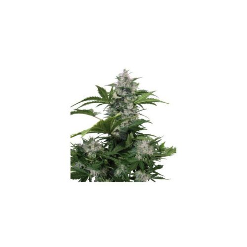 Buddha Seeds White Dwarf Auto