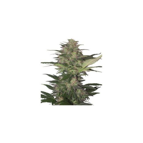 Buddha Seeds Red Dwarf Auto