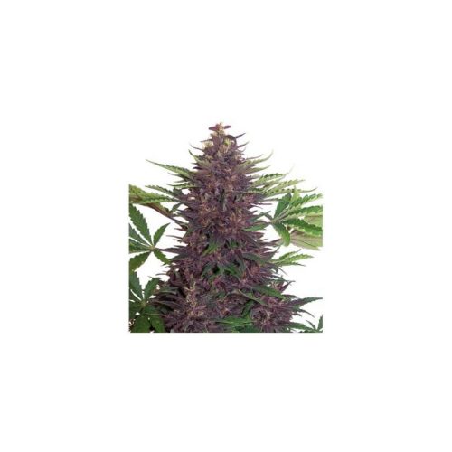 Buddha Seeds Purple Kush Auto