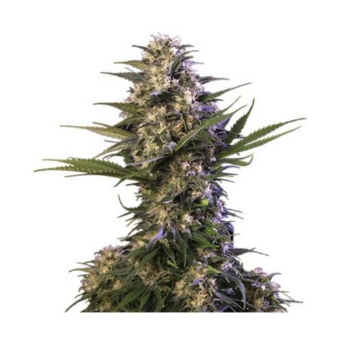 Buddha Seeds Kraken Fem
