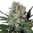 Buddha Seeds Syrup Blister 10Und Regular