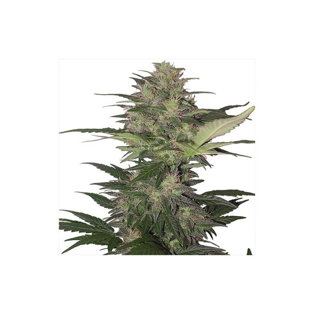 Buddha Seeds Red Dwarf Blister 10Und Regular