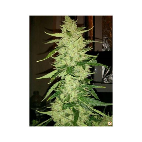 Buddha Seeds Magnum Auto