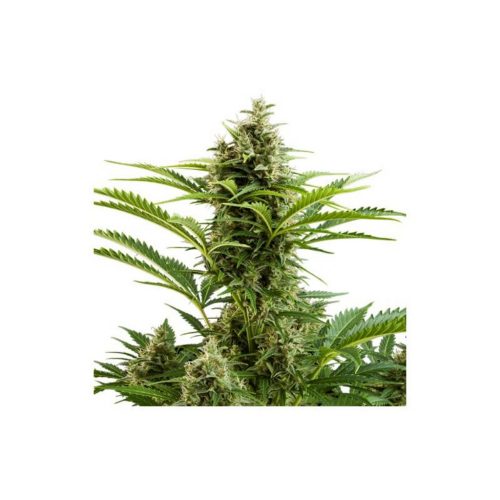 Buddha Seeds Vesta Auto