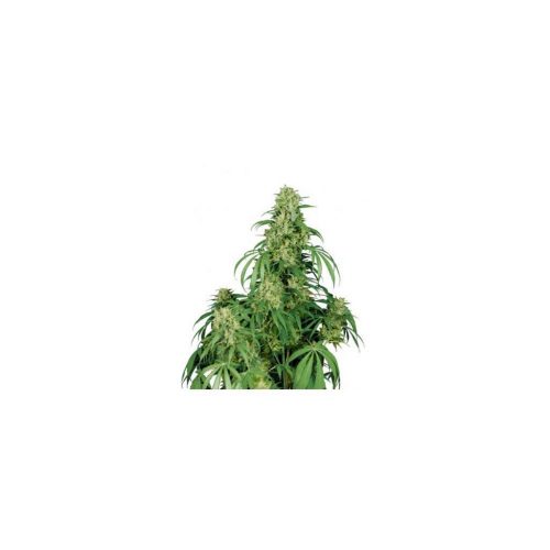 Buddha Seeds Calamity Jane Auto