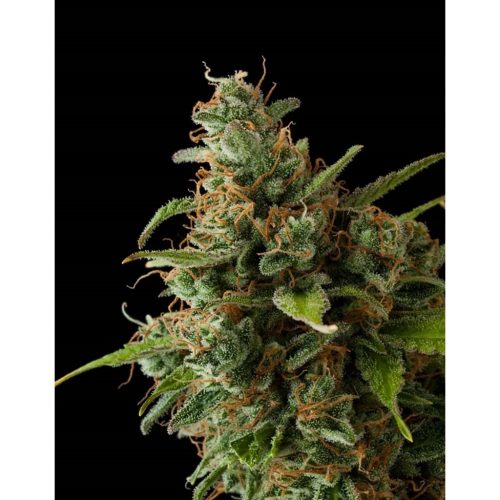 Buddha Seeds Medikit CBD