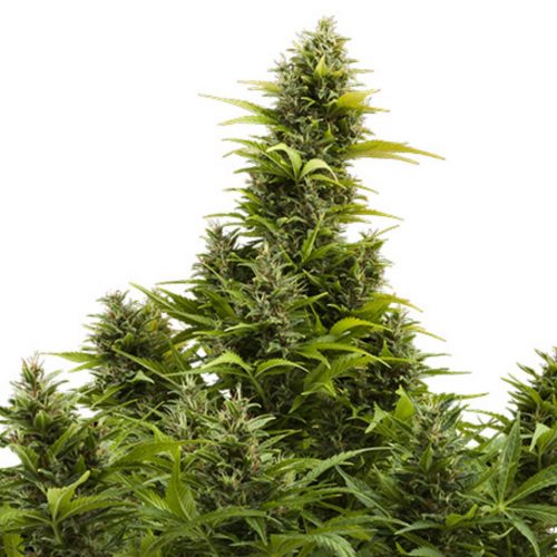 Buddha Seeds Medikit Auto CBD