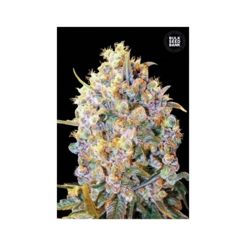 Bulk Seed Bigger Bud Fem.