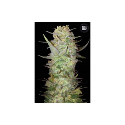 Bulk Seed Dubai Poison Fem