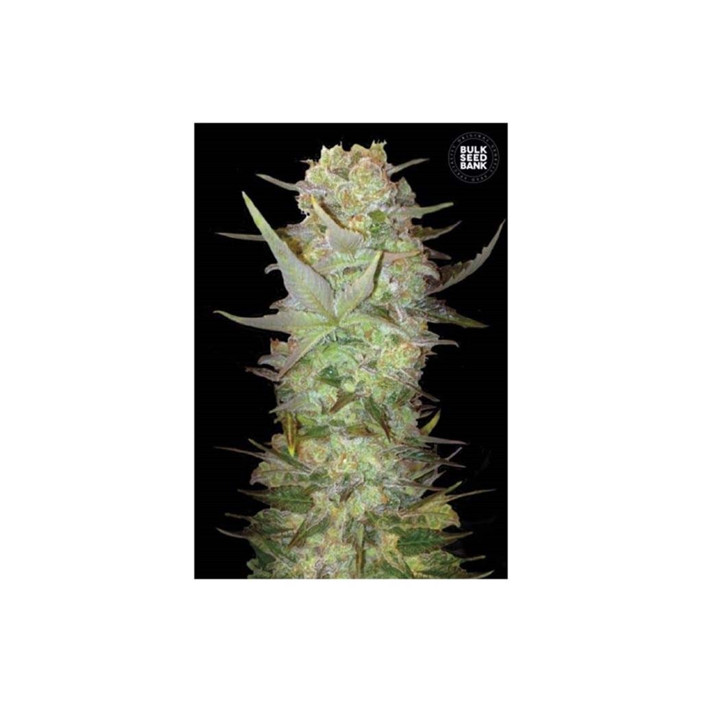 Bulk Seed Dubai Poison Fem