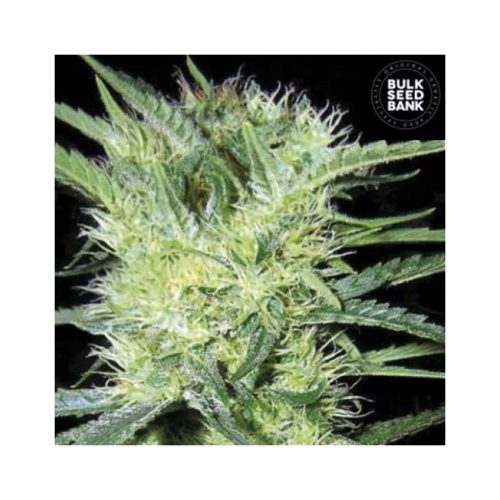Bulk Seed K2 Fem