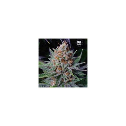 Bulk Seed Lavender Best Fem