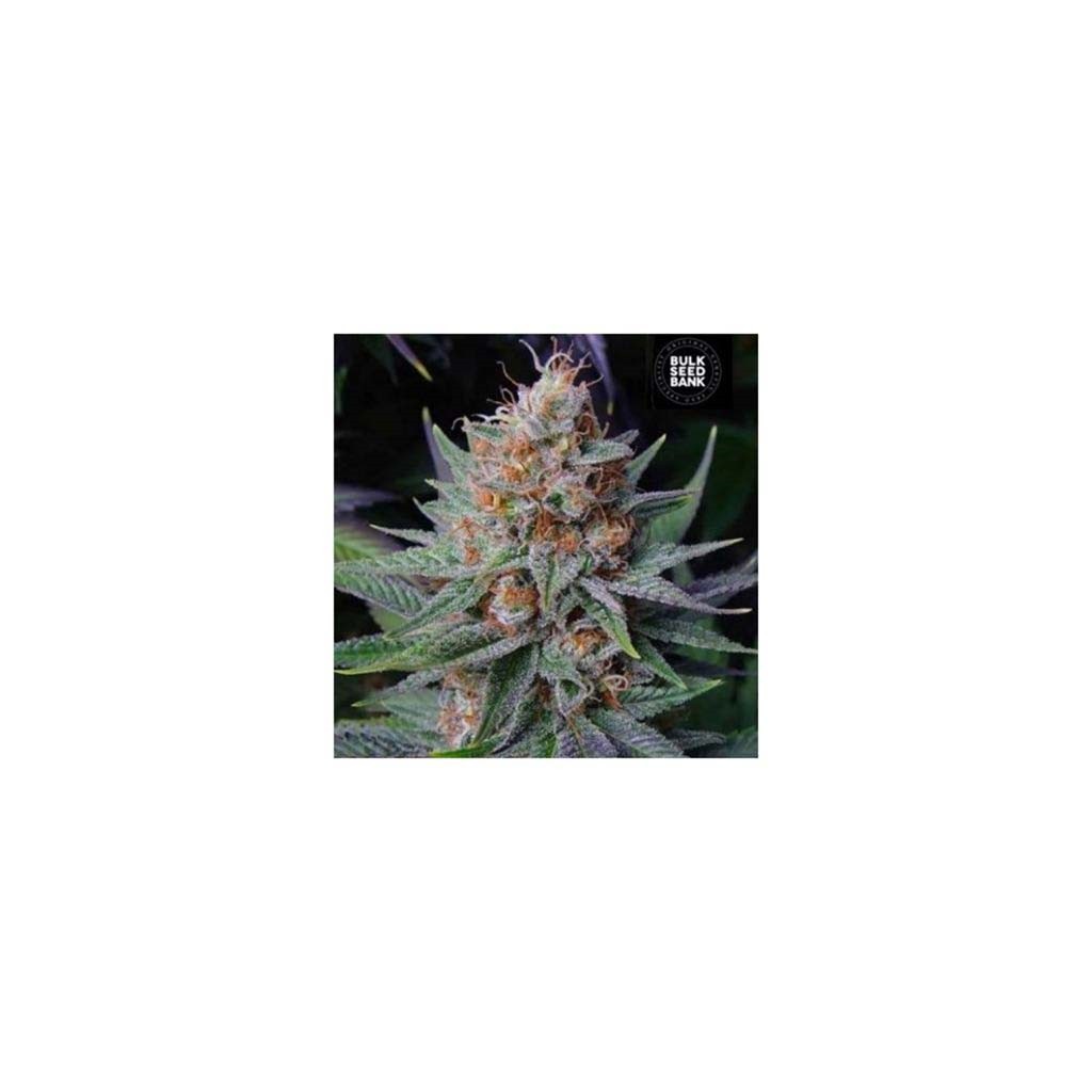 Bulk Seed Lavender Best Fem