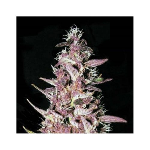 Bulk Seed Purple Glam Kush Fem