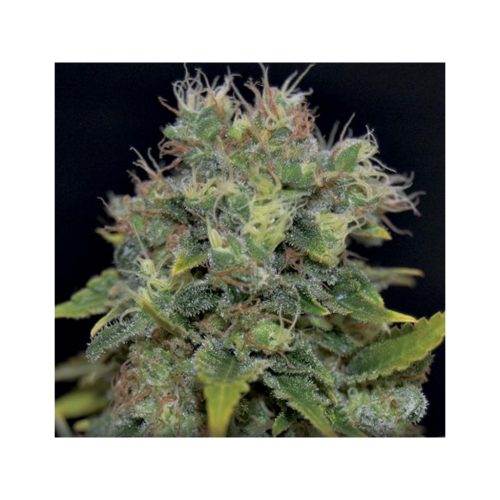 Cbd Auto Yumbolt