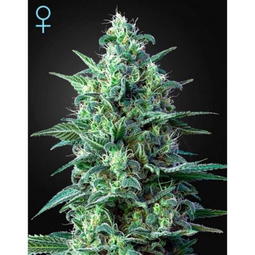 Cbd Widow Fem